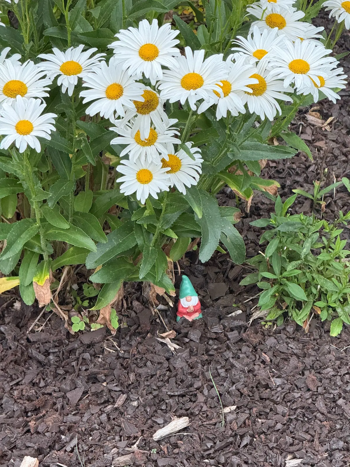 My flowers bring me so much joy when everything feels so heavy!  #flowers #flower #publicschool #teachersoftiktok #teacher #vote #schoolboard #unionstrong #teacherlife #school #MomsofTikTok #womenempowerment 