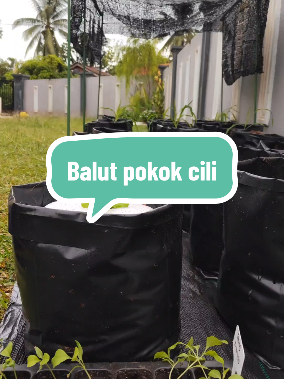 Emergency assistance untuk pokok2 cili merah besarku. Selalu hujan lebat sekarang ni, pokok2 cili sy dah start 'membumi' 😢 jadi, sy kena jadi herotani sekejap untuk pokok2 sy. Ayuh kita! 🌱💪#tanaman #kebunmini #surirumah #gengkebun #kebuntepirumah 