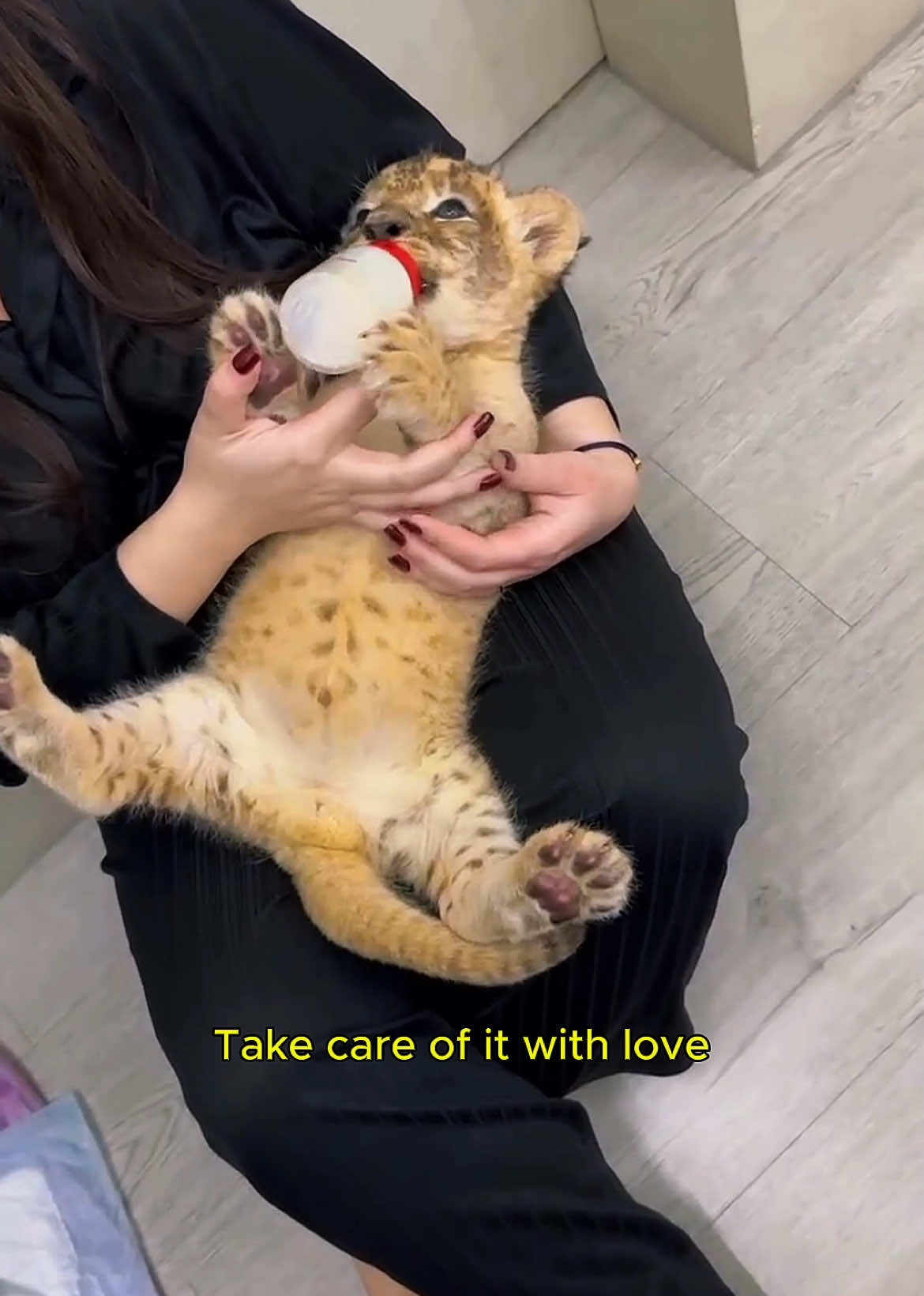 Adopted a lonely lion cub #lion #rescue #loveanimals #rescueanimals #wildanimals 