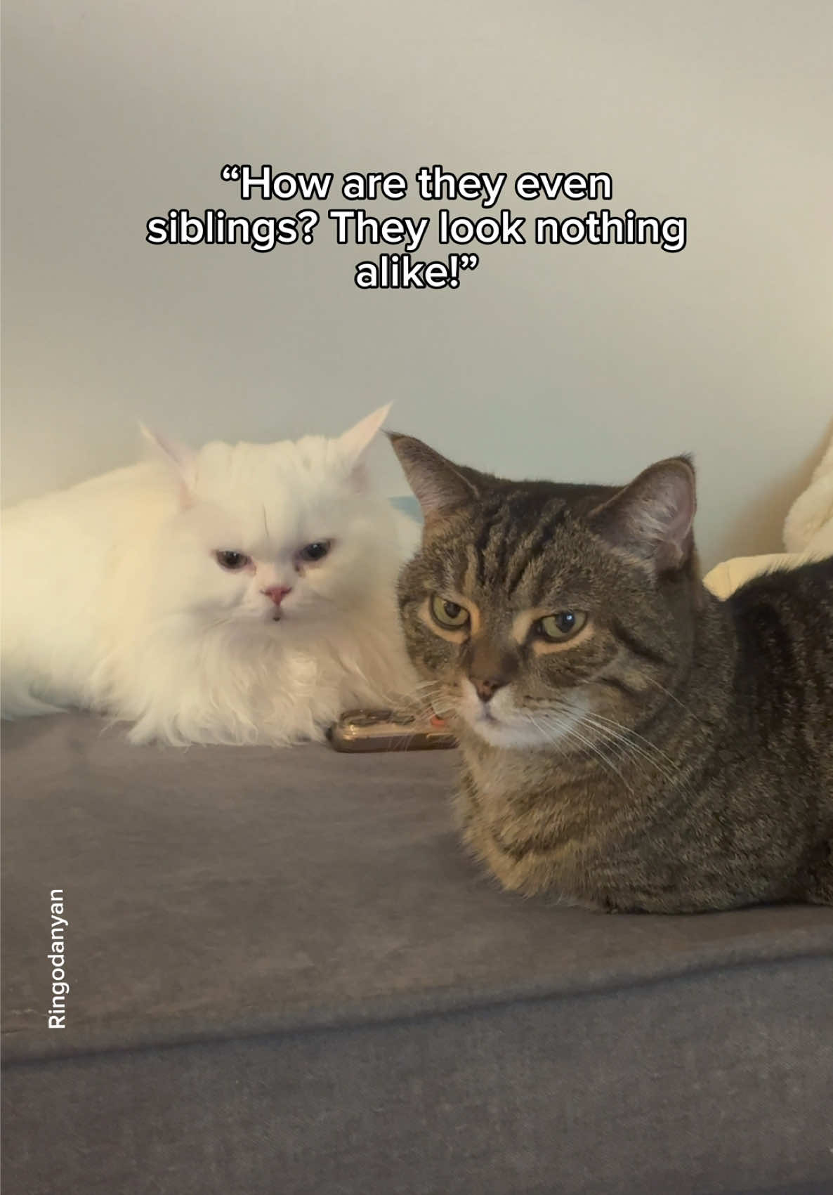Proof that Ringo and Mango are siblings🤎🤍 #cute #cat #catsoftiktok 