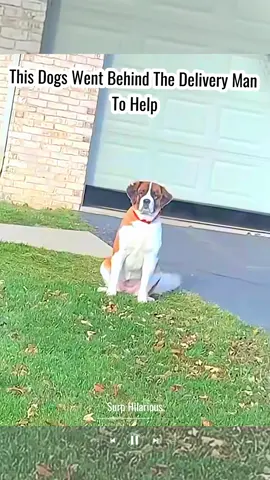 This dogs went behind the delivery man to help #satysfying #dogs #animals 