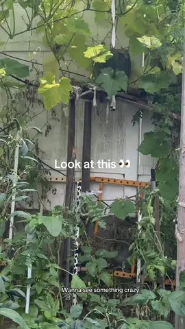 When you see the pumpkin in your garden #gardening #harvesting #lookatthis #fyp #relatable 