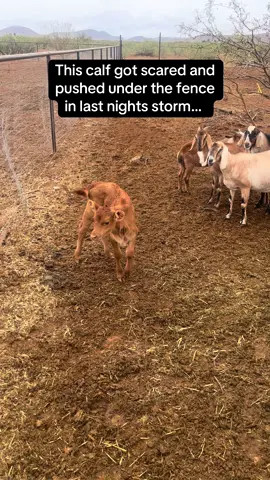 Somehow we woke up with morning with a baby on the wrong side of the fence, mama with a messed up halter and Red having a bad attitude (nothing new) 🫠😂🤯 got everyone all fixed up now #fyp #farmlife #farmtok #funnyfarm #homestead 
