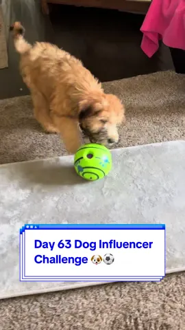 Day 63 Dog Influencer Challenge to make me famous ⚽️🐶 #dogsoftiktok #wheatenterrier #comedy #puppy #challenge 