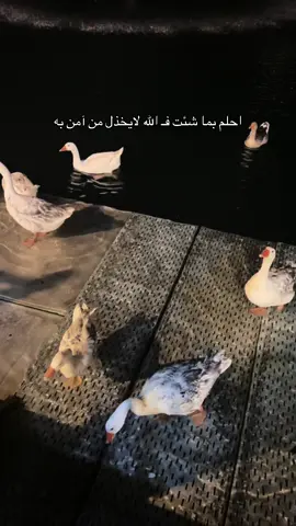 #اكسبلورexplore #اربيل_دهوك_سليمانية #الشعب_الصيني_ماله_حل😂😂 #creatorsearchinsights ##العراق_السعوديه_الاردن_الخليج 