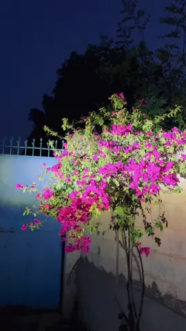 مشکل راستے اکثر خوبصورت منزلوں تک لے جاتے ہیں۔✨🌸🕊️👀✨#views #meh_alee #fypシ゚ #support_me #unfreezemyacount 