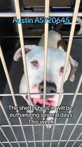 ‼️URGENT shelter is overcrowded and dogs like Austin are at risk #A5720645 #losangeles #fyp #pitbull ##bullybreeds 