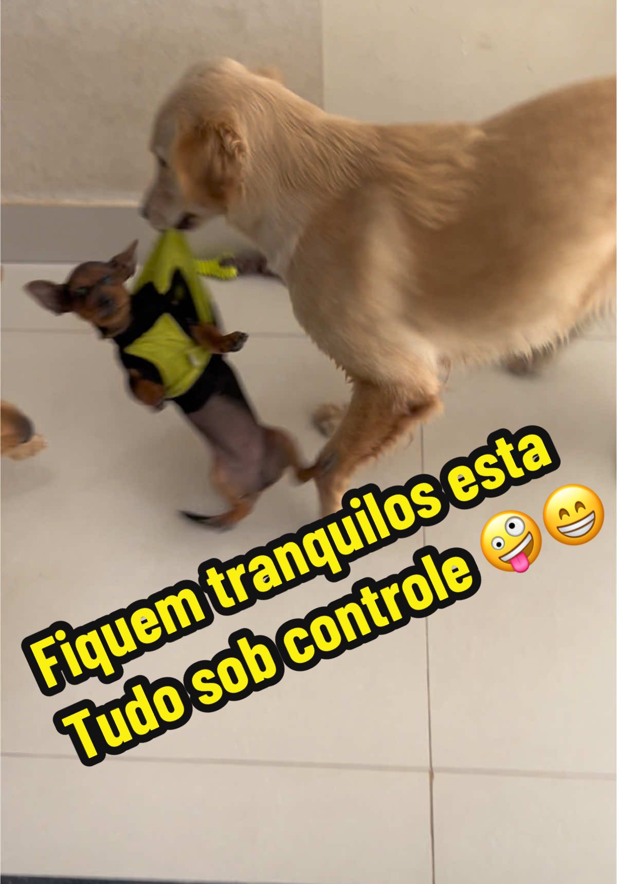 DOMINGOUUUUUU,por aqui o CAOS esta sob controle 🤣🤣🙃🙃 #pet #puppy #dog #dogsoftiktok 
