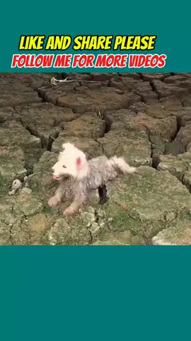 dog emotional story #foryou #usa🇺🇸 #DogsOfTikTok #pickedupstraydog #DogHelp 