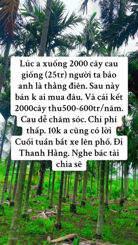Cau giống daklak trái dài xuât khẩu#cau2025 #caugiong #caugiongdaklak #caugiongcaoquadai #xuhuongtiktok 