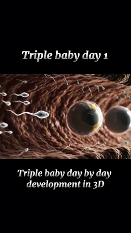 #pregnancy#development#foryou 