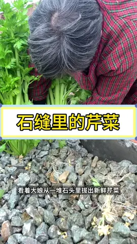 没想到石头里还可以种芹菜！ #芹菜 
