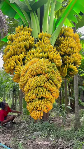 The easiest way to grow a banana tree for beginners to bear much fruit #fruit #fyp #grafting #viral #garden 