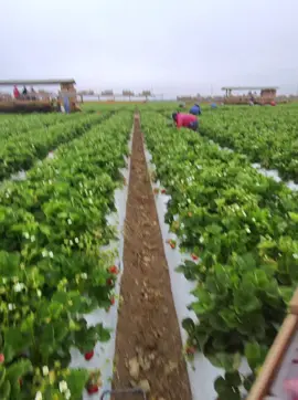Cosas buenas se comparten, asi se pizca las fresas en California 🇺🇸🍓🧑‍🌾 #ElCampesino #sueñoamericano #campesino #california #fresa 