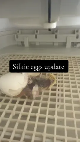 Update on Kelly and the silkie eggs. I'm very thankful that the incubator is working and that it was just a cord, and I'm very glad I left it plugged in in case this happened. However I really don't have high hopes that either one of these guys are going to pull through! It's a really rough start for them.  #chickens #chickensoftiktok #homestead #homesteading 