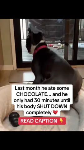 Last month he ate CHOCOLATE… and he only had 30 minutes until his body SHUT DOWN completely. 💔 If I hadn’t had an emergency kit at home, he wouldn’t be here today. No vet. No hospital. No thousand-dollar bill. Just me, him, and the kit that saved his life. 🙏 That moment changed everything. I started digging into what else in my kitchen could silently kill him — and honestly? I was SHOCKED. Here are the foods I’ll never let near him again: 🥑 Avocados – persin damages the heart + stomach 🌰 Macadamia nuts – cause tremors + high body temperature 🍬 Xylitol (sugar-free gum/candy) – destroys the liver instantly 🍇 Grapes & raisins – even a few can trigger kidney failure 🧄 Onions & garlic – silently kill red blood cells, causing anemia 🍫 Chocolate & coffee – caffeine + theobromine put their heart into overdrive 🍷🍺 Alcohol – even a sip can be fatal 🍖 Cooked bones – splinter and puncture intestines I had NO IDEA everyday foods could be this deadly… until I watched him collapse in front of me. 💔 That’s why I’ll never live without PawMergency® 🐾 The only emergency kit I trust to keep at home: ✅ Neutralizes toxins before they spread ✅ Works on chocolate, grapes, garlic, meds, plants & more ✅ Safe & gentle — no risky forced vomiting Now I don’t have to panic. I can act IMMEDIATELY at home — and give my dog a real chance. 👉 I got mine on Amazon (link in bio). Don’t wait until it’s too late — one kit can be the difference between life and death. 💚 COMMENT “SAFE” and I’ll DM you the full toxin list + my at-home emergency plan. #PawMergency #DogFirstAid #DogHealth #PetParents #dogsafety