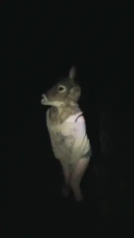 kinda nocturnal 🌲🌲 #deer #furry 