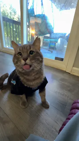Let’s Go @Detroit Lions ! Diz is betting her snacks on you 🤣 #fyp #foryou #detroitlions #detroit #cat 