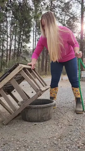 The Manure Free Waterer That We Use For Chickens, Ducks, and Geese. #homestead 