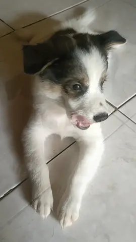 #fypage #🐮 #cutebaby #🐶❤️ #petlover 