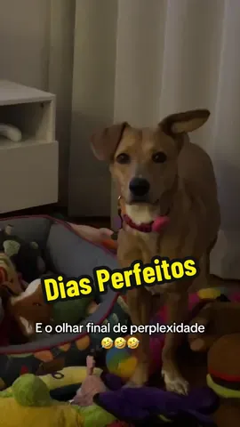 Márcia, você verificou a classificação indicativa? 😳🤣 #viralatacaramelo 