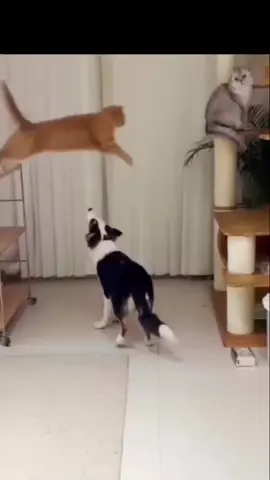 #котик #боль