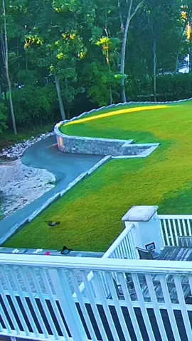 Mama Turkey ain’t playing! 🦃 Chasing that sneaky owl to the skies to save her chick! #MommaBearVibes #TurkeyTough #turkey #owl #actioncamera 