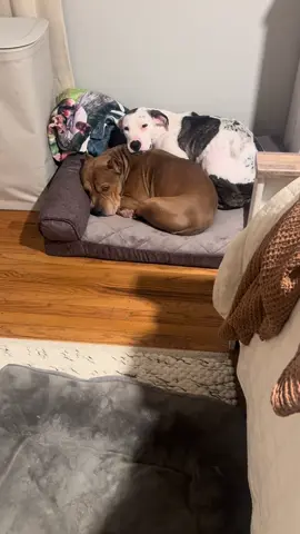Dogs can sense things. They can tell when a person is sick and they can sense a seizure coming before it happens. She absolutely knew ❤️. I wish I picked up on the signs. 
