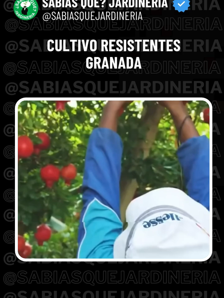 ¿CONOCÍAS este CULTIVO_ GRANADA