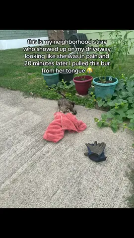 I live in a small city and we don’t have an emergency vet, have ONE animal control officer who does not answer on weekends. So I made the decision to try and help the cat. My mom helped me hold the cat (Bonnie) while I was able to remove the bur. I have checked on her this morning and she is doing great! Her tongue has no trauma marks and has healed. I have two cats if my own so I unfortunately cannot keep Bonnie inside but she is well cared for by me and my neighbors. #stray #straycat #cats #straycats 