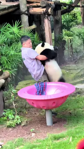 Panda 🐼 Today’s happiness is given by pandas #funny #panda #pandafunnyvideo #pandababy #kungfupanda #core #fyp #cute #tiktok #Love 