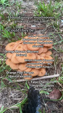 Do you know?? #mushrooms #mushroom 