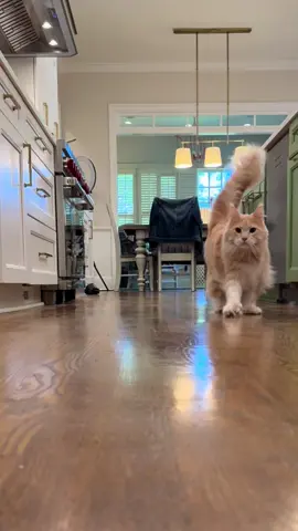 my cat is cooler than yours 😎😂#catsoftiktok #cattok #mainecooncat #mainecoon #PetsOfTikTok 