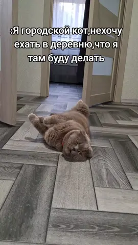 #юмор#котвенька #городскойкот#деревня#