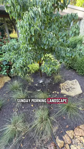 Simple message… you still need to water your plants even existing ones…. Deep root soaking… #landscape #landscapersoftiktok #Summer #landscapedesignbuild #indiana 