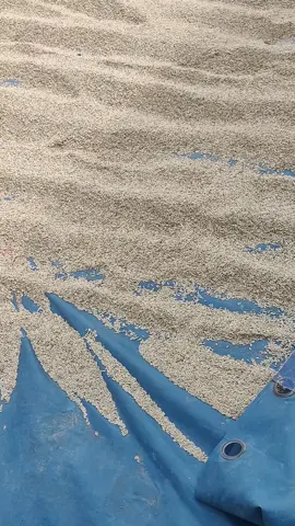 Le riz local🇹🇬 IR841 naturellement parfumé communément 🍚appelé kovié molou est promotion actuellement à un prix unique de 29 500F le sac de 50kg... Chaque ménage son sac de riz  Commande maintenant ! Tel : +228 96🌾63🌾82🌾00 #consommonslocal 