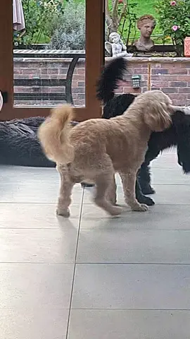 #cavapoos #dogsoftiktok #dogpackfamily #dogpack #dogsoftiktokviral 