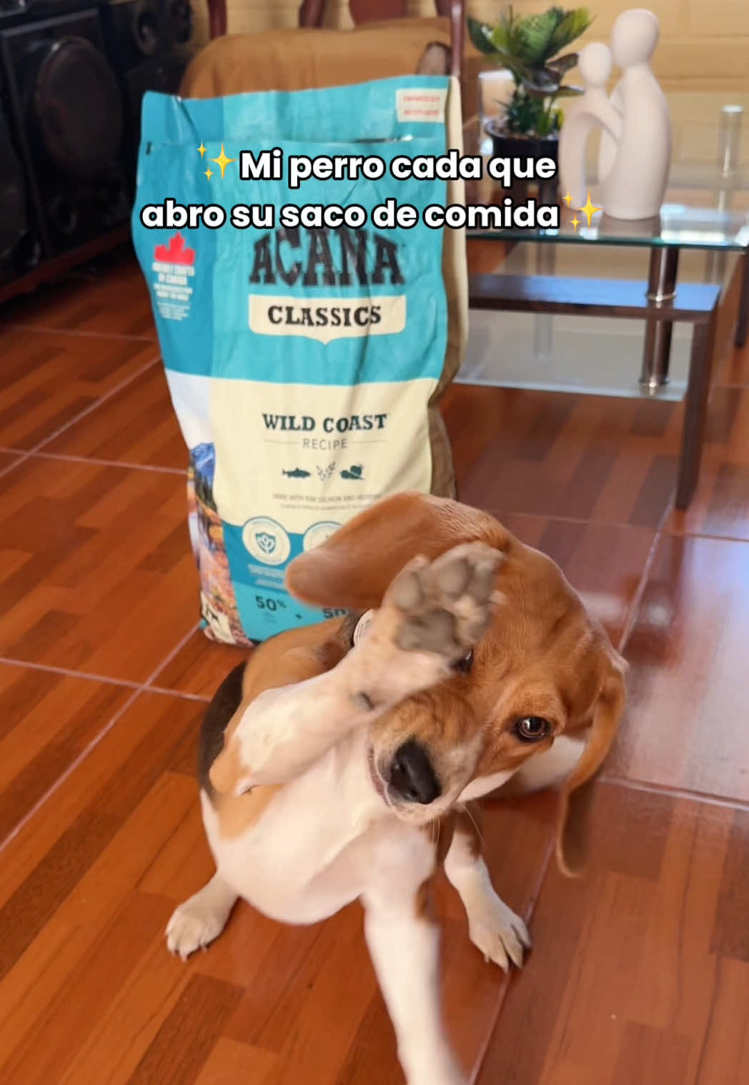 Eso eso eso, ¿Que tal me salio? 😆 #humor #doglover #esoesoeso #esoesoesoelchavitodel8😘😂 #acanachile 