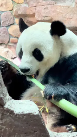 #panda #pandalover🐼 #viralvideos #foryour