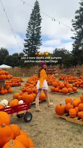 🎃✨ Pumpkin Patch Season is almost HERE, San Diego! ✨🍂 Most patches open mid to late September, so get ready for all the fall vibes 🍁☕ Here’s your ultimate patch list: 🍁 Bates Nut Farm (Valley Center) – the OG fall tradition 🍂 Goff Family Pumpkin Patch (Liberty Station) – city vibes + photo ops 🍁 Oma’s Family Farm (Lakeside) – kid-friendly fun everywhere 🍂 Carlsbad Strawberry Company – pumpkins + marigold fields 🌻 🍁 Mr. Jack O’ Lanterns (Clairemont/Belmont Park) – urban + festive 🍂 Mountain Valley Ranch (Ramona) – classic farm charm 🍁 Pumpkin Station (Del Mar, Rancho Bernardo + more) – easy + fun 🍂 Peltzer Pumpkin Farm (Temecula) – pumpkins + wine 🍷 🍁 Fort Cross Autumn Jubilee (Julian) – full fall experience 👉 Save this for when patches open later this month! 🍁🎃 #sandiego #sandiegoblogger #sandiegogram #socal #pumpkinpatch    