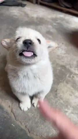 #cutedogvideo #foryoupage❤️❤️ #foryou #viral #unfrezzmy acc
