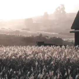 Whole world is changing || #reddeadredemption2 #arthurmorgan #nature #edit #fyp 