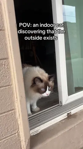 No this video isn’t sped up, this was Miso’s genuine reaction to discovering the backyard 🤣 she was bobbing her head like crazy  #ragdoll #ragdollcat #catloversclub #catsoftiktok #catlover 