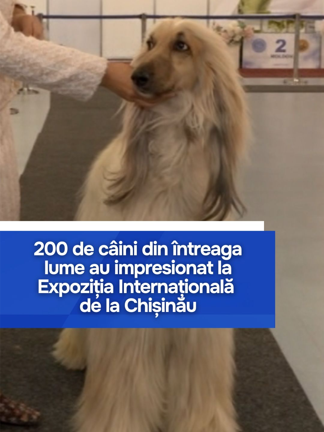 În acest weekend, Chișinăul a găzduit Expoziția Internațională de Câini, unde aproximativ 200 de patrupezi au participat la competiții și demonstrații spectaculoase. Câinii au fost evaluați după aspectul fizic, comportament și performanțe, iar cei mai talentați au plecat acasă cu premii. Evenimentul a atras participanți din Moldova, Portugalia, Polonia, România și Ucraina și a inclus activități interactive pentru vizitatori, inclusiv copii din internate. #ExpoCâini #Chișinău #CâiniInternaționali #CompetitieCanină #Chinologie #Moldova #PetLovers #EvenimentInternațional #PremiiCâini #FamilieȘiAnimale