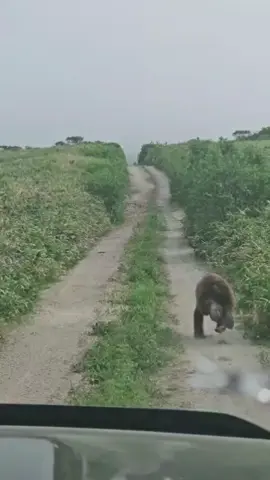 это видео прислал один из туристов Сахалина. мне стало жалко 😭 медвежонка 😢