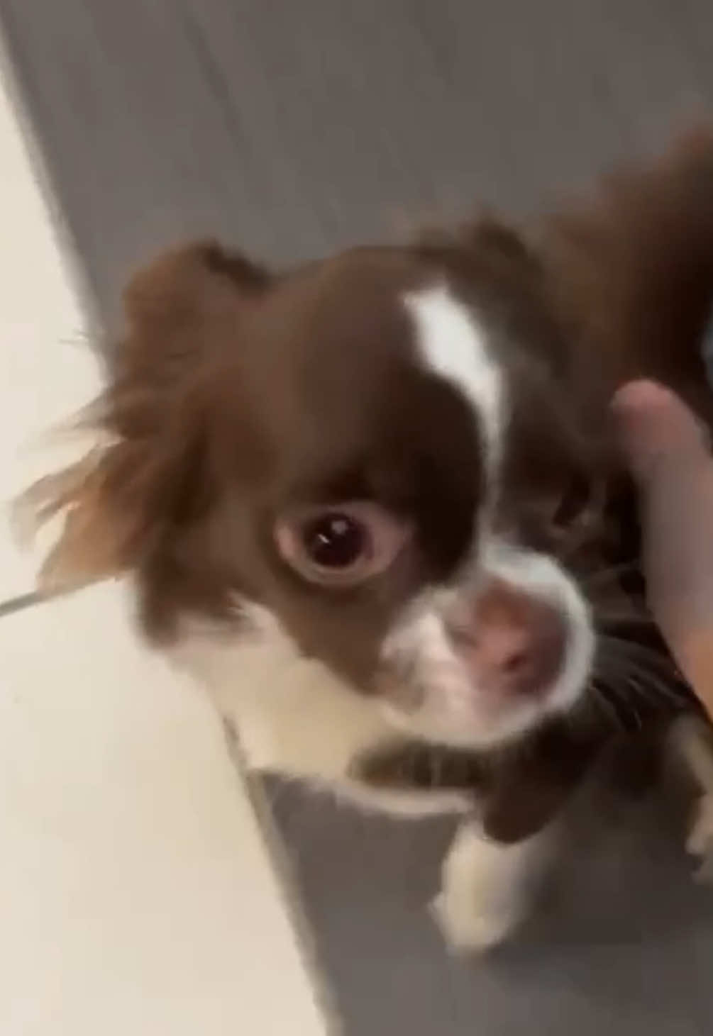 Następnym razem będę pamiętać 😭😭😭 #dc #funnydog #cutedog #chihuahua #wifeymaterial 