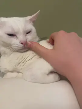 #cat #kitty #cute #baby #meow 