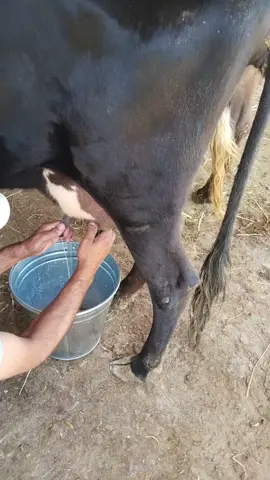الحمدلله 🐄 🥛 