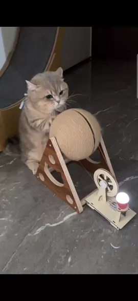 electrician cat🤣🤣 Credit @📸 #cat #cats #catfunny #animals #funnyvideos 