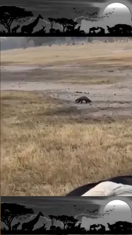 elephant attack #fyp #videoviral #videoviral #unfreezemyacount #unfreezemyacount 